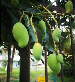 南宁芒果树爆料视频大全,一窥南宁芒果产业的魅力瞬间